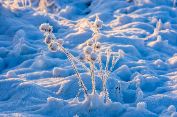 Winter / ***