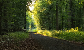 Sunny morning / ***