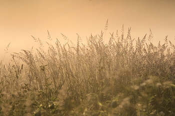 Foggy morning / ***