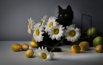 The first acquaintance / ***