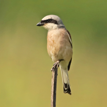Red-backed shrike / ***