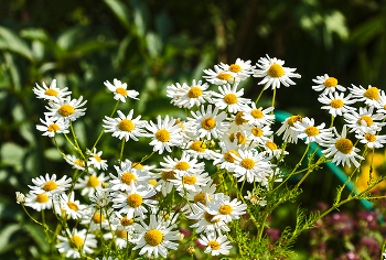 Chamomile summer / ***