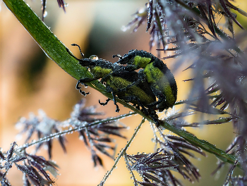   / ....................