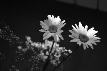 Pair / ***
