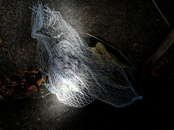 Entangled / im Netz verfangen