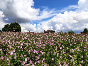 Blooming Summer / ***