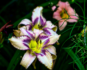 Narcissus / ***