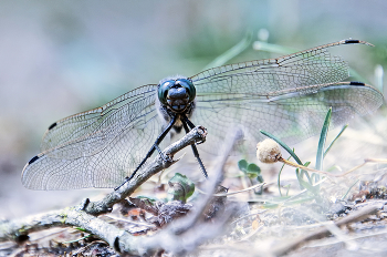 Grasshopper dragonfly / ***