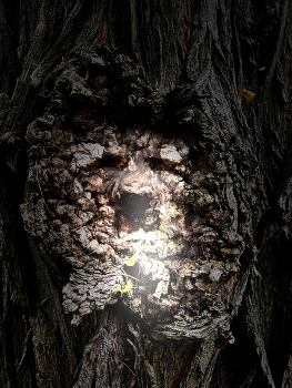 Go back to your woods / Bark face