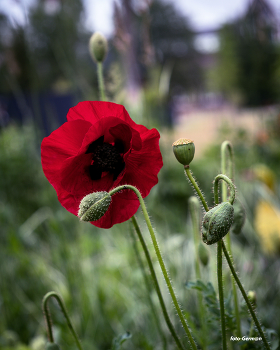 Poppies / ***