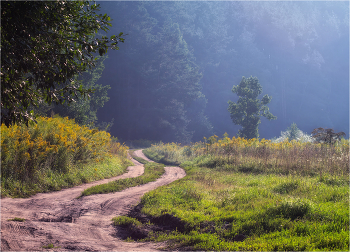 road in the forest / ***