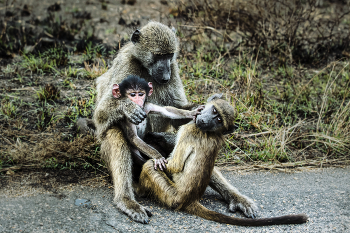 Family disassembly / ***