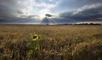 One in the field ... / ***