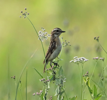 Whinchat / ***