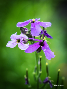 three sisters / ***