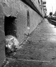 A series of "Urban residents' / ***