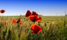 Poppies / ***