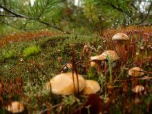 mushroom glade / ***