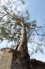 wood and stone / ***