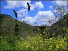 walk on Israel / ***