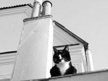The cat that walks by itself on the roofs of the White House somewhere on the outskirts of Minsk / ***