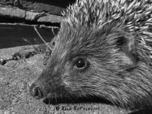 a lover of milk ... / ***