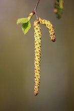Birch catkins / ***
