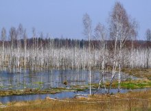 Marsh palisade / ***