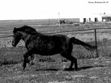 Horse after the winter / ***
