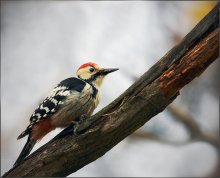 Our woodpecker / .....