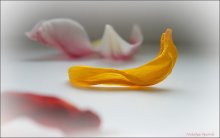 petal / ***