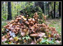 Mushroom family / ***