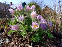 Alpine edelweiss / ......