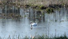 Swan / ***