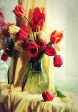 tulips / ---------------
