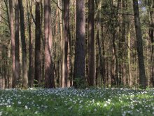 Spring pozitivchik / *****