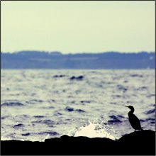 About a lonely bird / ***