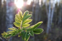 In forest / ***