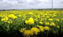 Go out into the field ..... / ******
