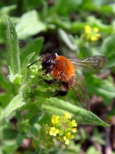 bumblebee / ***