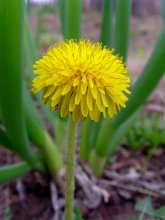 dandelion / ***