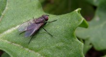 fly / ***