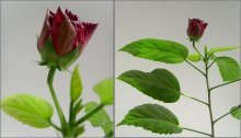 rose / ***