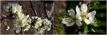 first flowers / ***