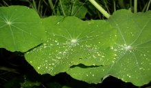 raindrops ... / ***