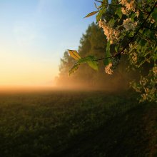 Bird cherry / ***