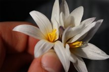 snowdrop / ***
