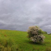 Flowering tree on the hillside / ***