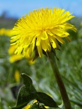 Dandelion / ***