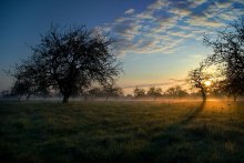 Morning in an apple orchard 2 / ***